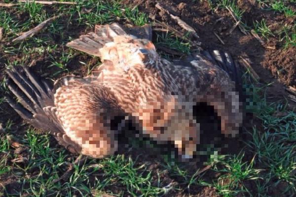 Otrovane životinje u Banatu, među njima zaštićene vrste (UZNEMIRUJUĆI FOTO)