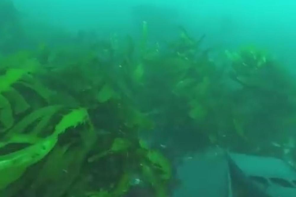 ZASTRAŠUJUĆI SNIMAK RONIOCA: Kada je video ko pliva iznad njega, pretrnuo je od straha! (VIDEO)