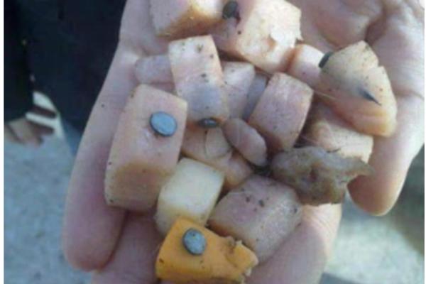 ZABIJAJU EKSERE U SLANINU I BACAJU PO PARKOVIMA: Da li postoji monstruozniji način za ubijanje pasa u Srbiji?! (FOTO)