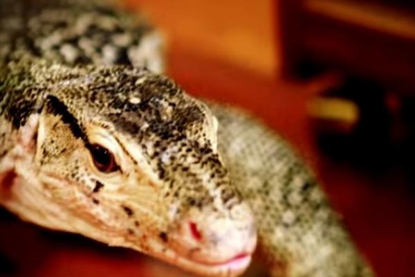 BIVŠEG VOJNIKA POJELI GUŠTERI: Policajcima bilo MUKA kad su videli ovu scenu! (VIDEO)