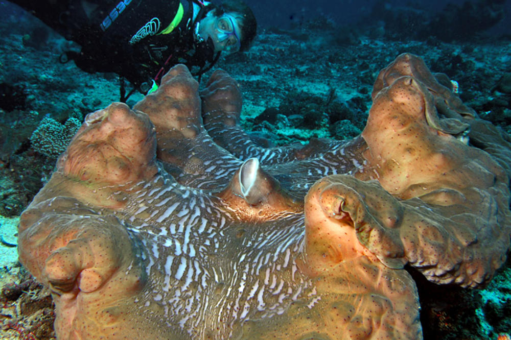 HOROR, PERVERZNI RONILAC SILOVAO ŠKOLJKU: A onda mu se dogodilo nešto UŽASNO zbog čega se odmah pokajao!