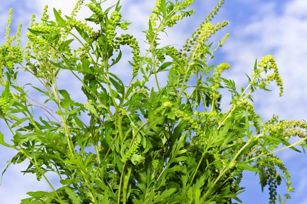 OTKRIVENA BILJKA KOJA PRIRODNO POVEĆAVA MUŠKI POLNI ORGAN: Raste samo u Srbiji, najezda stranaca na Miroč!