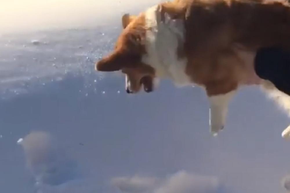 KAKAV ŠOK! Vlasnica baca psa iz aviona (VIDEO)