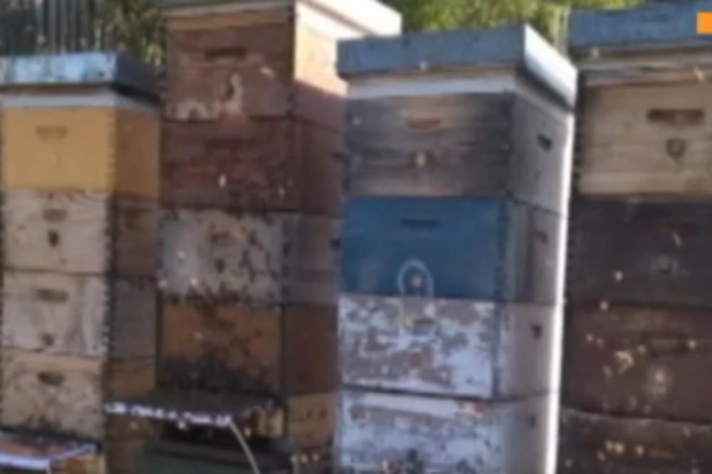 ROK ZA PODNOŠENJE ZAHTEVA JE 31. MAJ: Stižu subvencije za pčelare, 800 dinara po košnici!