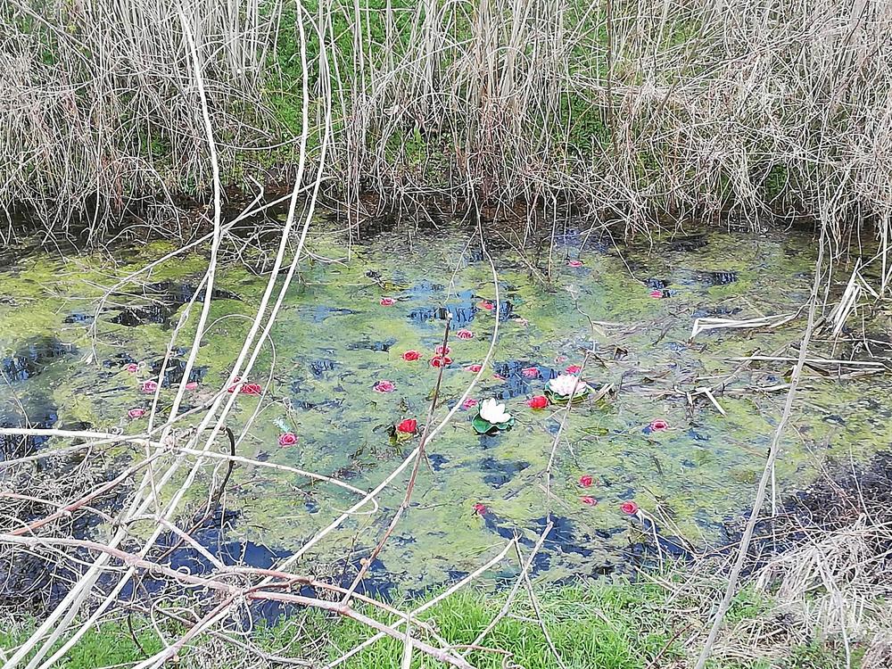 Cveće u kanalu gde je pronađeno Jelenino telo  