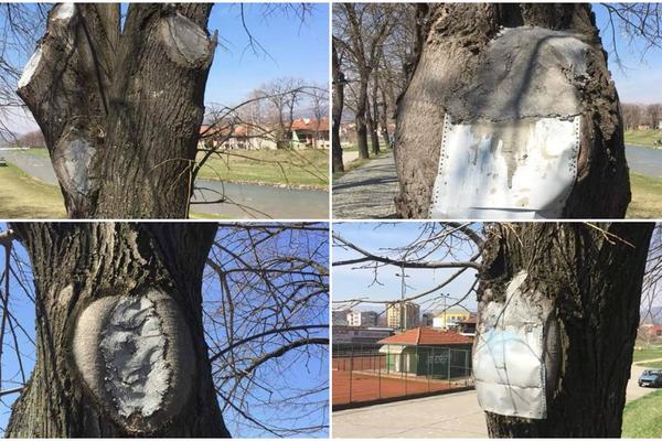 PRIZOR U PIROTU ŠOKIRAO GRAĐANE: Zabetonirali rupe u drveću! (FOTO)