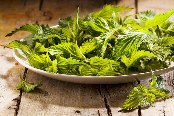 MED I KOPRIVA JESU ZDRAVI, ALI NE LEČE ANEMIJU