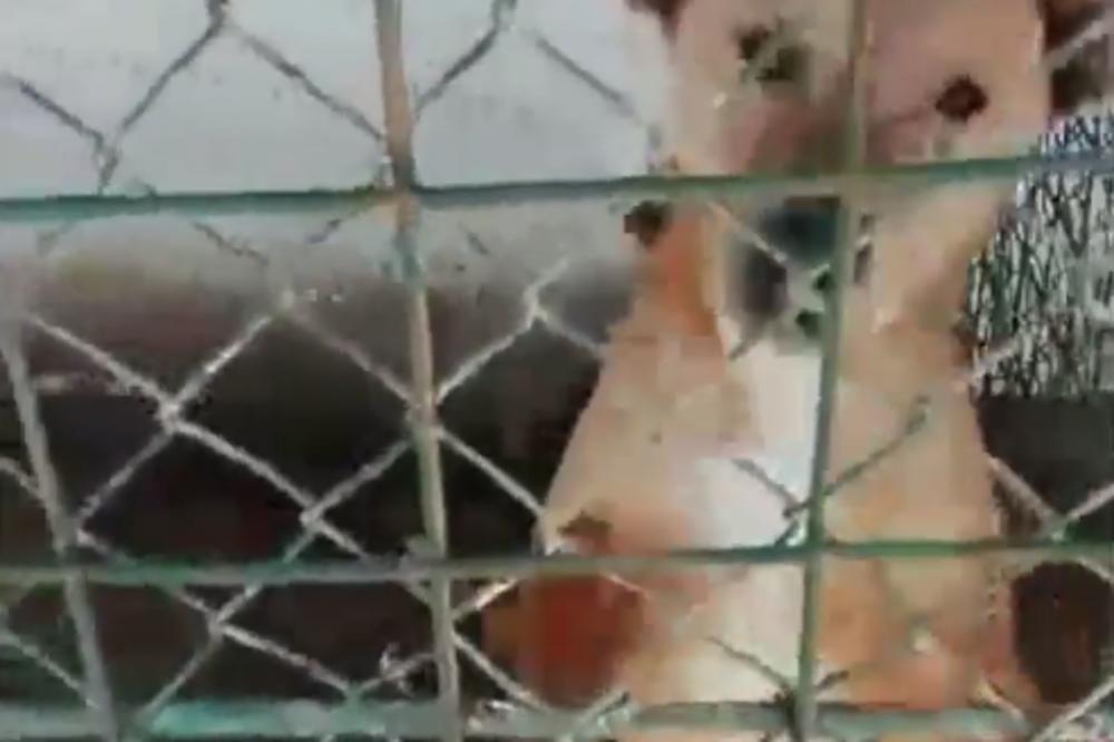 SNIMAK PAKLA ZA PSE IZ LESKOVCA! Nemoguće je da ljudski stvor ovo radi životinjama! (VIDEO)