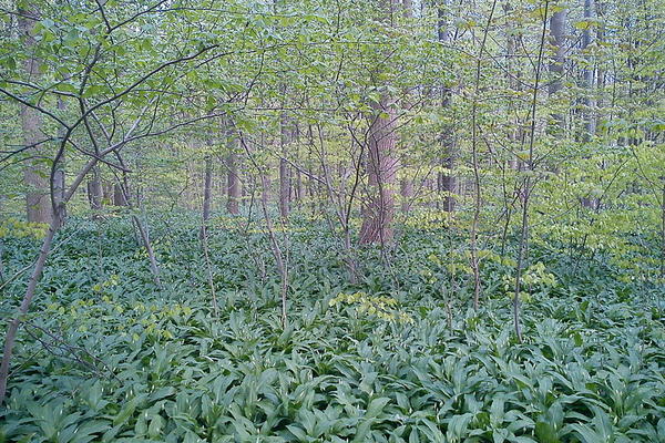 ZNATE LI DA JE OVA BILJKA LEKOVITIJA OD BELOG LUKA I DA ŠTITI OD INFARKTA? Vreme je za berbu!