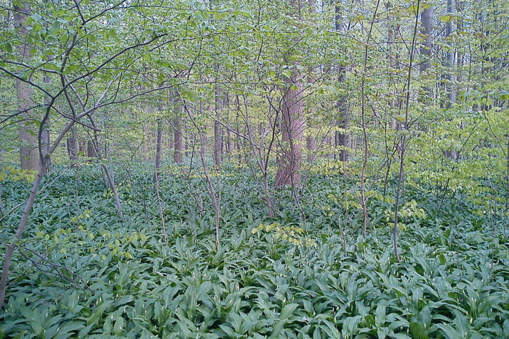 ZNATE LI DA JE OVA BILJKA LEKOVITIJA OD BELOG LUKA I DA ŠTITI OD INFARKTA? Vreme je za berbu!