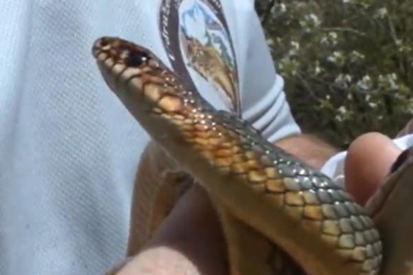 HOROR U NIŠU! Tinejdžerku ujela zmija, hitno primljena u nišku bolnicu posle napada