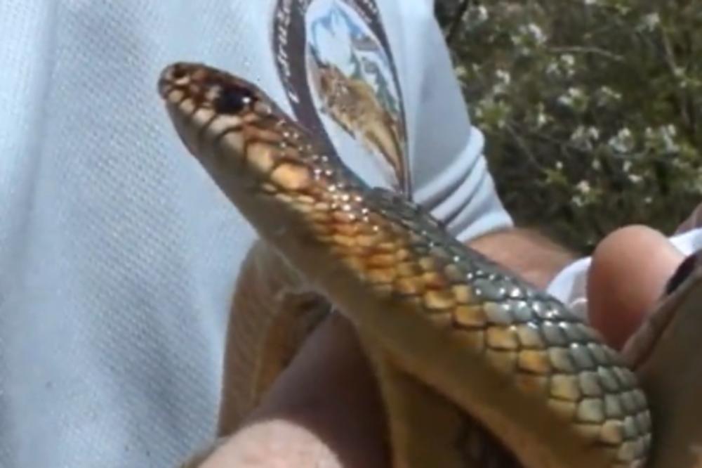 HOROR U NIŠU! Tinejdžerku ujela zmija, hitno primljena u nišku bolnicu posle napada