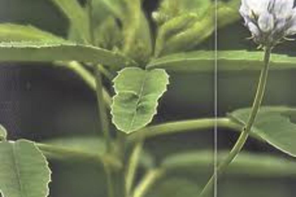 KAŽU DA OVA BILJKA UVEĆAVA GRUDI I SKIDA KILOGRAME: Čuli ste i ranije za nju, ali JEDNO sigurno niste znali