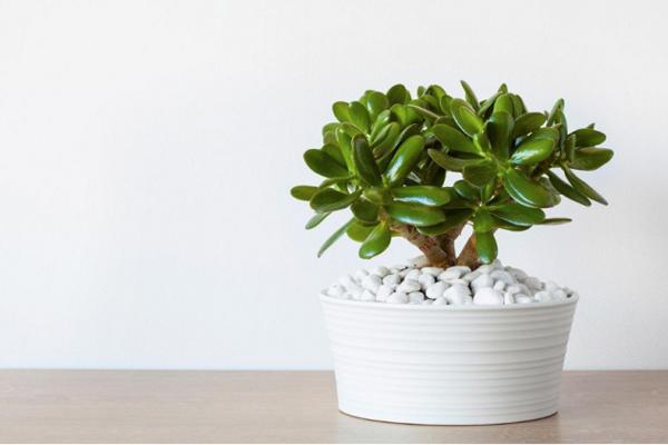 Oterajte negativnu energiju iz kuće: 6 jako moćnih biljaka koje morate imati