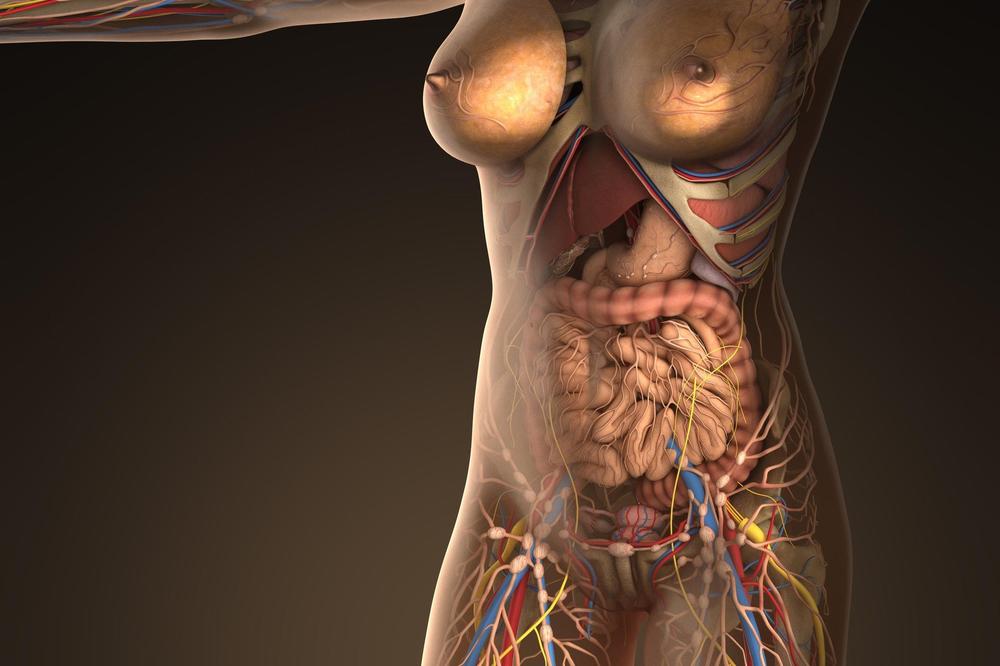 OTKRIVEN NOVI ORGAN U LJUDSKOM TELU! Ima važnu ulogu za naš organizam!