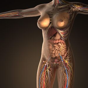 BEZ OVIH ORGANA MOŽETE DA ŽIVITE: Ima ih 7 i nikad ne biste ni sanjali da NISU KLJUČNI ZA VAŠ OPSTANAK