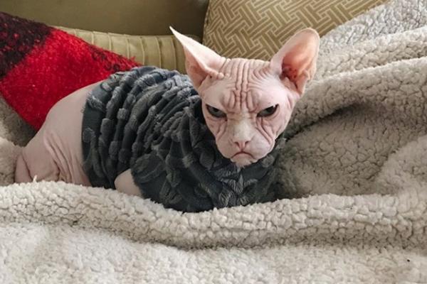 KAKO DA GA NE VOLITE, PA POGLEDAJTE GA SAMO! Upoznajte sfinks mačora koji je uvek namrgođen (FOTO)
