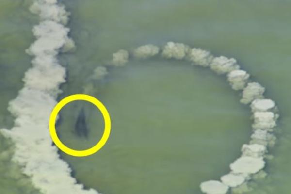 DELFINI SU OD PESKA NAPRAVILI KRUG: Kada čujete čemu služi, shvatićete zašto su NAJPAMETNIJI! (VIDEO)