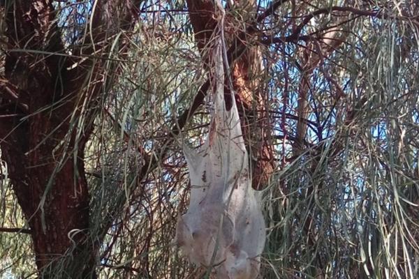ŠETAO JE KROZ ŠUMU I POMISLIO JE DA JE NAIŠAO NA OBEŠENU PLASTIČNU KESU: Kada je shvatio istinu, ZALEDIO SE OD STRAHA! (FOTO)