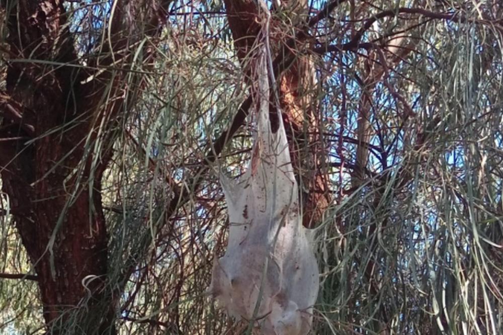 SRBI POSLE UDARCA NA DŽEPOVE NAUČILI LEKCIJU! Prepolovljena potrošnja plastičnih kesa