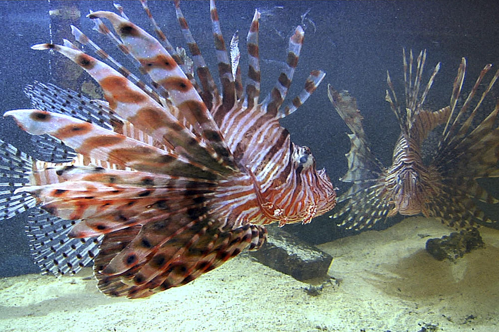 NOVA OPASNOST ZA TURISTE: U Sredozemnom moru se pojavilo OVO ČUDO, i veoma je OPASNO!