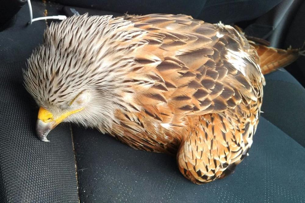 Povezao povređenu pticu, A ONDA JE SHVATIO DA JE NAPRAVIO VELIKU GREŠKU!