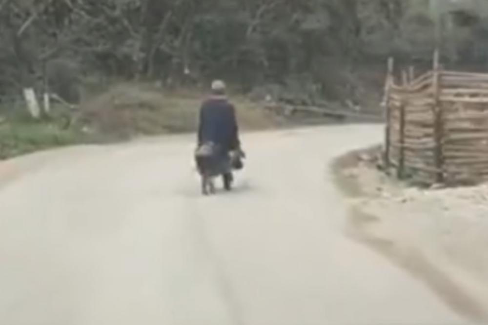 DEDA JAŠE PRASE: Niko ne zna zašto, ali ovaj video je NAJVEĆI HIT NA INTERNETU! (VIDEO)