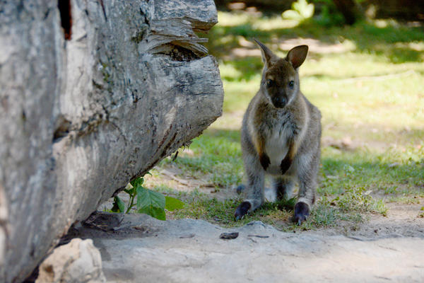 KENGUR NAPRAVIO OPŠTI HAOS KOD KOMŠIJA: Policajci jurili za njim po celom gradu, evo kako su ga UHVATILI!