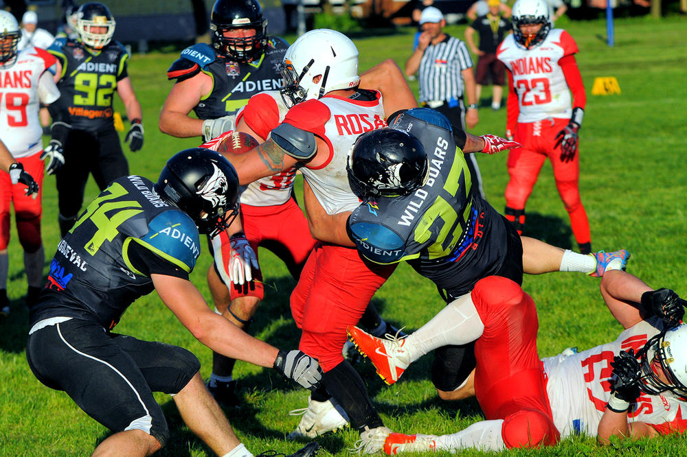 Divlji veprovi pregazili Indijance, Vukovi pojeli Medvede! (FOTO)