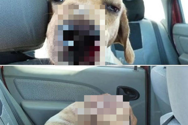 POKUŠALI DA MU ODSEKU ŠAPE! Slika psa koga su u Beogradu MONSTRUOZNO pretukli kida dušu! (UZNEMIRUJUĆI FOTO)