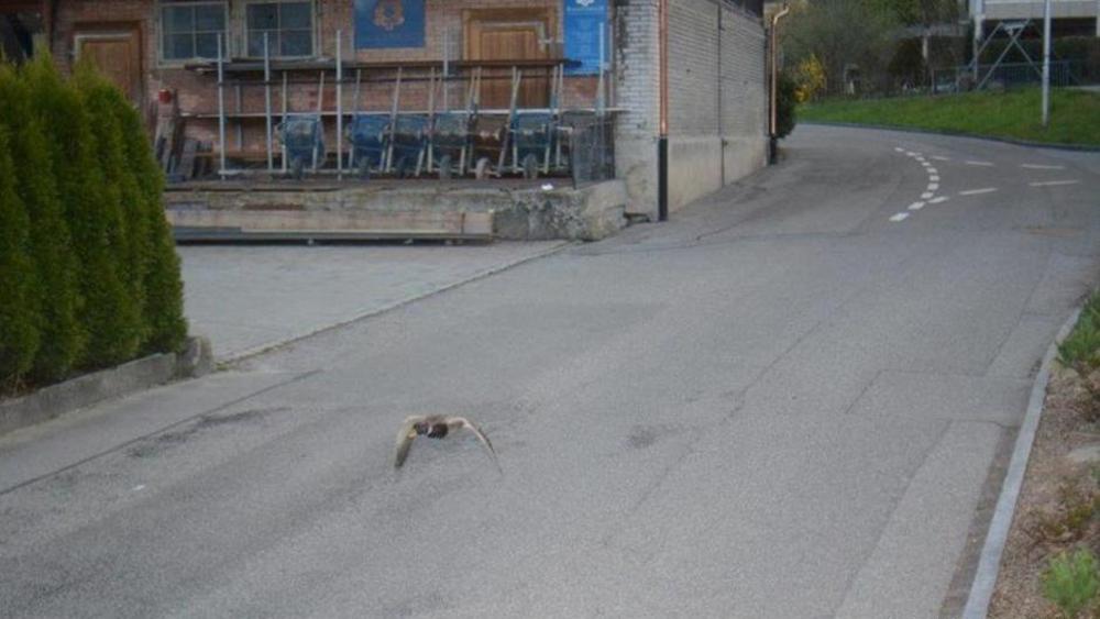 Patka je nasmejala policajce 