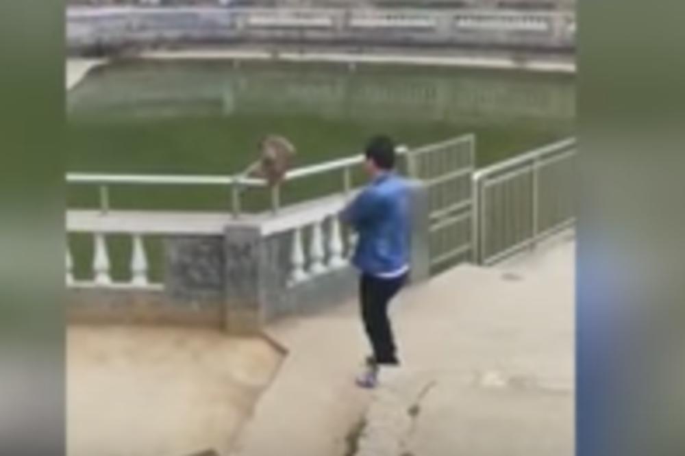 HTEO JE DA GURNE MAJMUNA U JEZERO: A onda je usledila BRUTALNA OSVETA! (VIDEO)