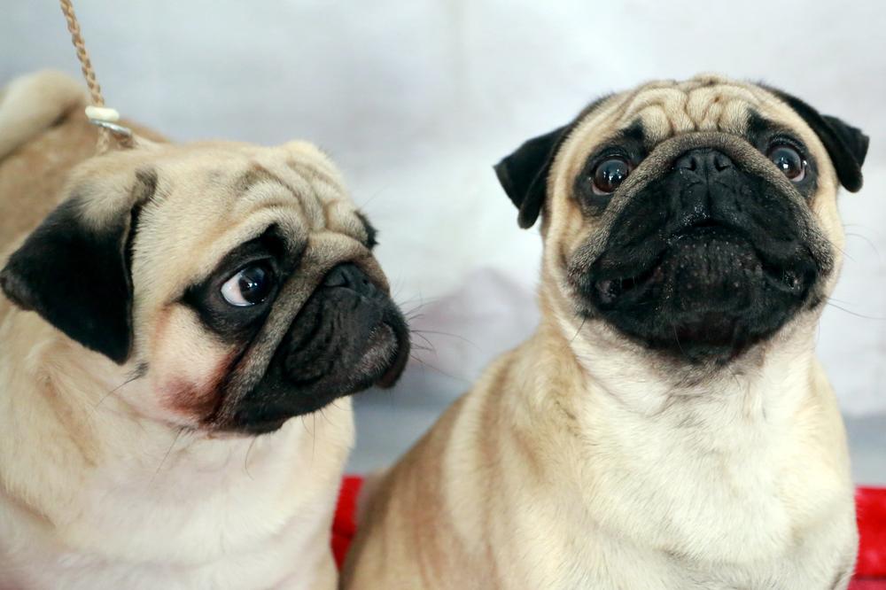 OBRATITE PAŽNJU: PSI bi mogli da POMOGNU u LEČENJU ŠIZOFRENIJE I AUTIZMA