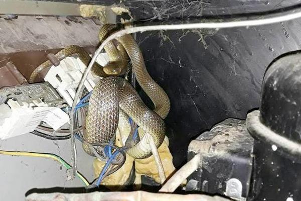 BRAČNI PAR IZ VRANJA DOŽIVEO ŠOK! Zbog gosta gmizavca POBEGLI IZ KUĆE (FOTO)