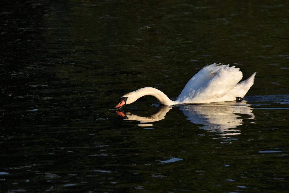 Keltski simbol je beli labud  