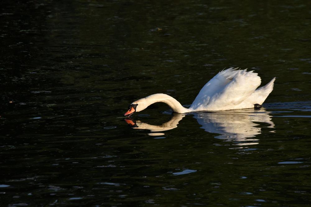Kapa dole za veterinara Miloša: Spasao labudove sa mladuncima kod ovog graničnog prelaza, vrućina mogla da ih ubije