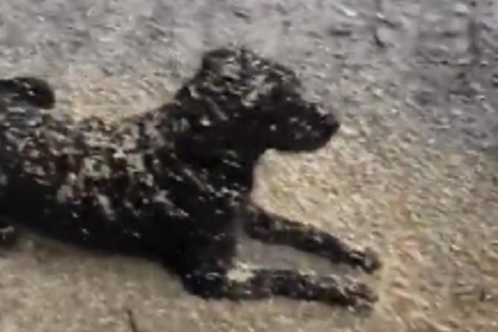 PAS KOJI KULIRA ĆE VAS ODUŠEVITI! Dok vlasnik radi, njegov pas muči drugu muku, A EVO I KAKO! (VIDEO)