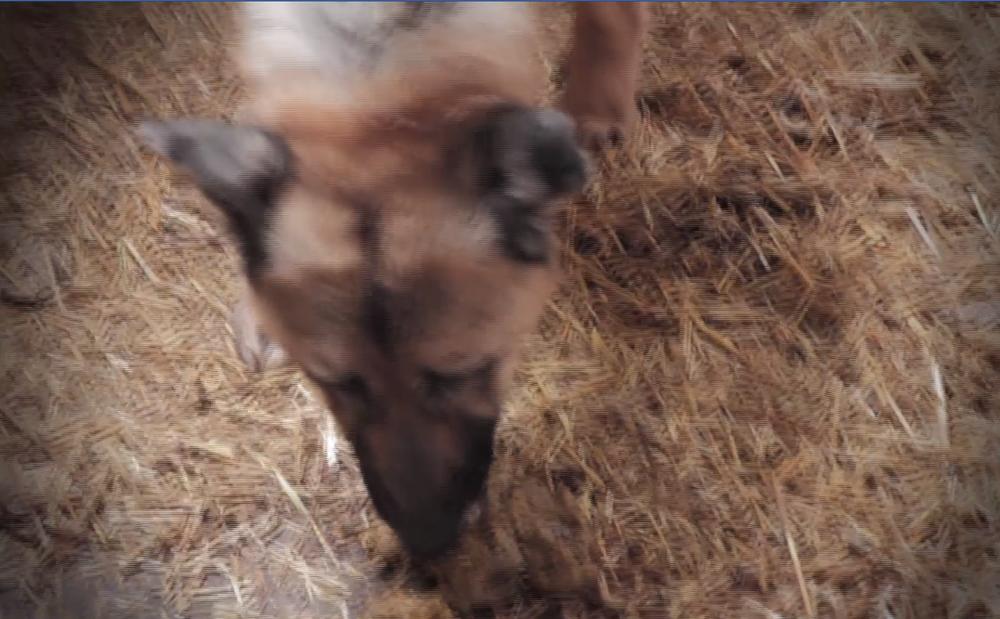 Psi jedu sopstveni izmet!  