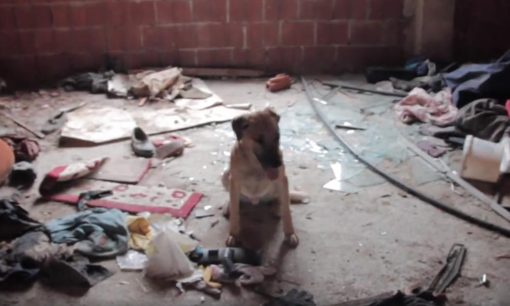 Pazite kome ostavljate ljubimce!  