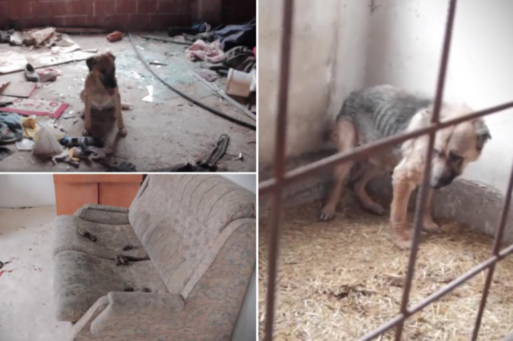 POTRESNI SNIMCI: Levijatan ponovo uzburkao duhove, STRAVIČNI PRIZORI PASA KOJI ŽIVE U UŽASU PARAJU SRCE! (VIDEO)