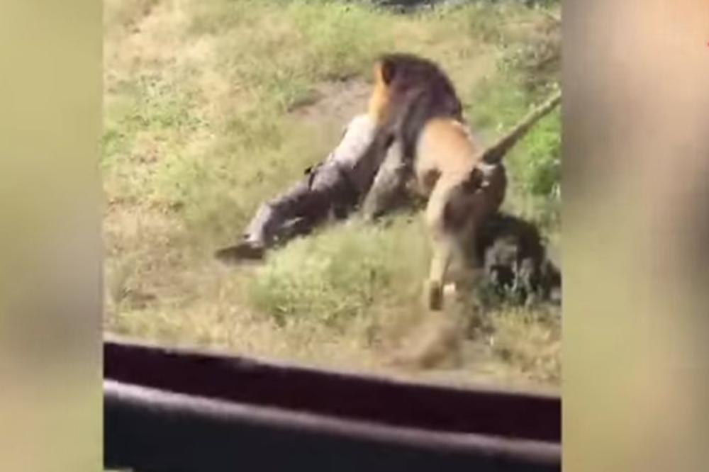 UŽASAN SNIMAK: Lav napao čoveka, vukao ga po travi i poslao u URGENTNI (VIDEO)
