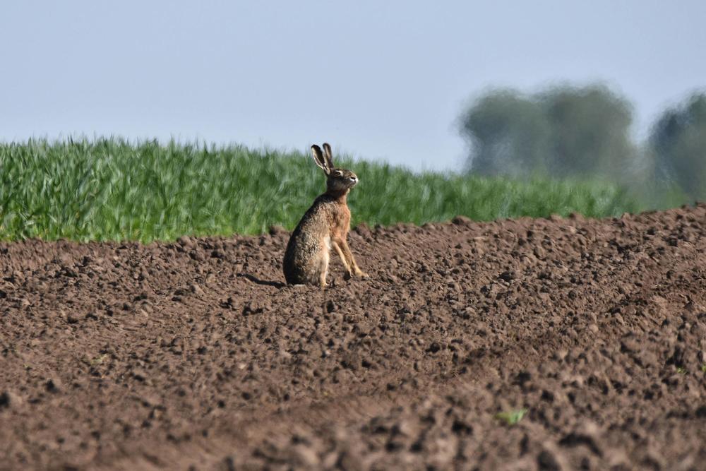 Kunići brzo rastu i brzo se razmnozavaju