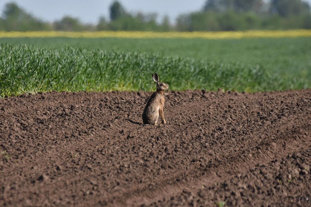Treba im dosta prostora i temperatura ne može da bude previše velika