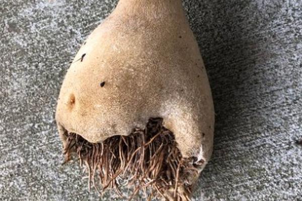 Pronašla je neobičan koren ispred ulaza i odnela ga kući: Nakon tri dana je ZAŽALILA KAO NIKADA U ŽIVOTU (FOTO)