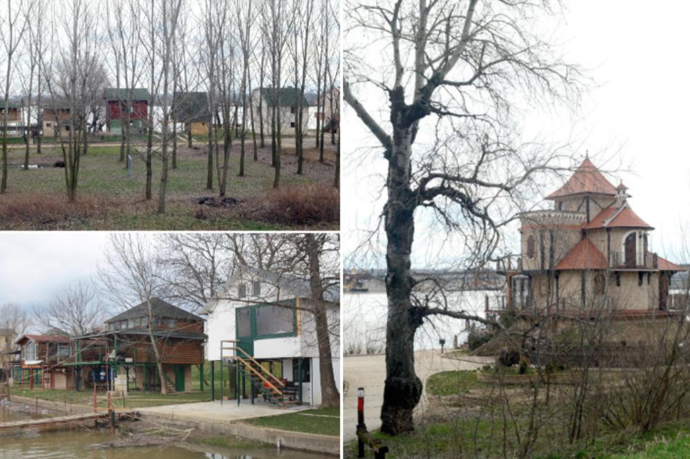 DRVLJE I KAMENJE NA IZLETNIKE KOJI SU SEKLI DRVO U KOŠUTNJAKU, A ĆUTANJE O STOTINAMA POSEČENIH STABALA: Zašto niko ne priča o pustošenju Savskog nasipa?