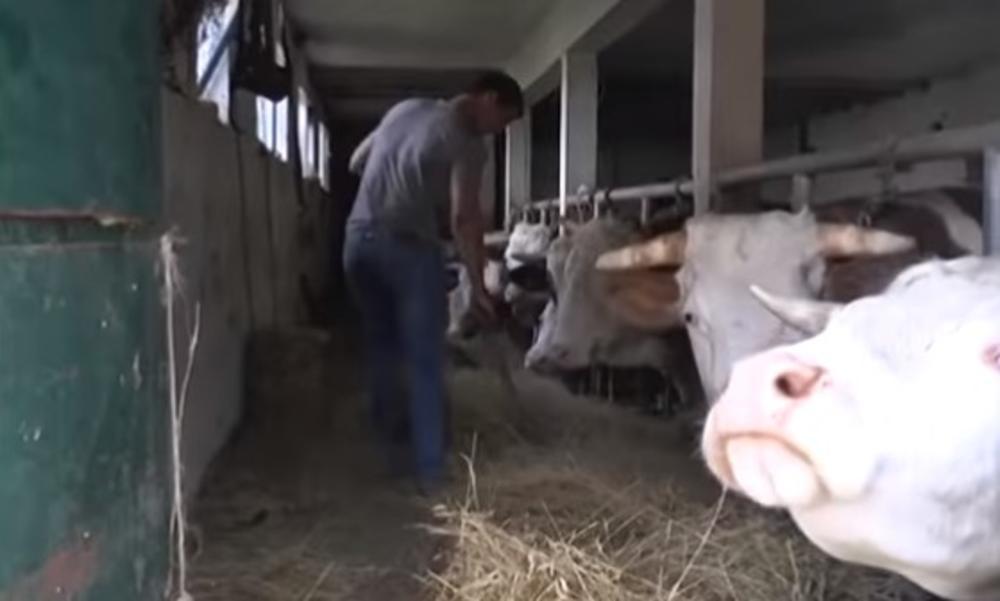 Domaćinstvo Nikovića 