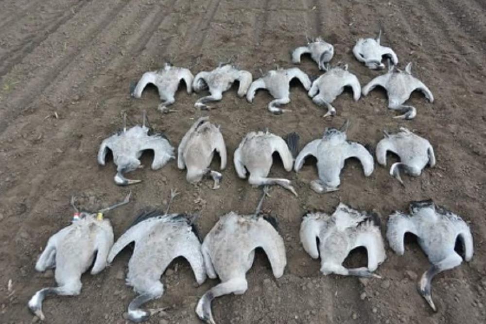 JEZIVI PRIZOR NA NJIVI KOD ČOKE: Masovno umiranje PTICA se nastavlja, poljoprivrednici tretiraju njive otrovom koji MOŽE UBITI I LJUDE (FOTO)