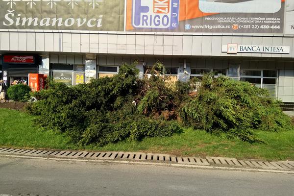 DA LI JE OVO NAŠE PRAVO LICE? Neko je u Pazovi posekao mitsko drvo koje može da opstane 4.000 godina! (FOTO)