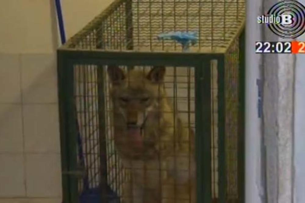 BEOGRAĐANI U ŠOKU: Opasna zverka zalutala u grad, UKLJUČILA SE I POLICIJA (FOTO) (VIDEO)