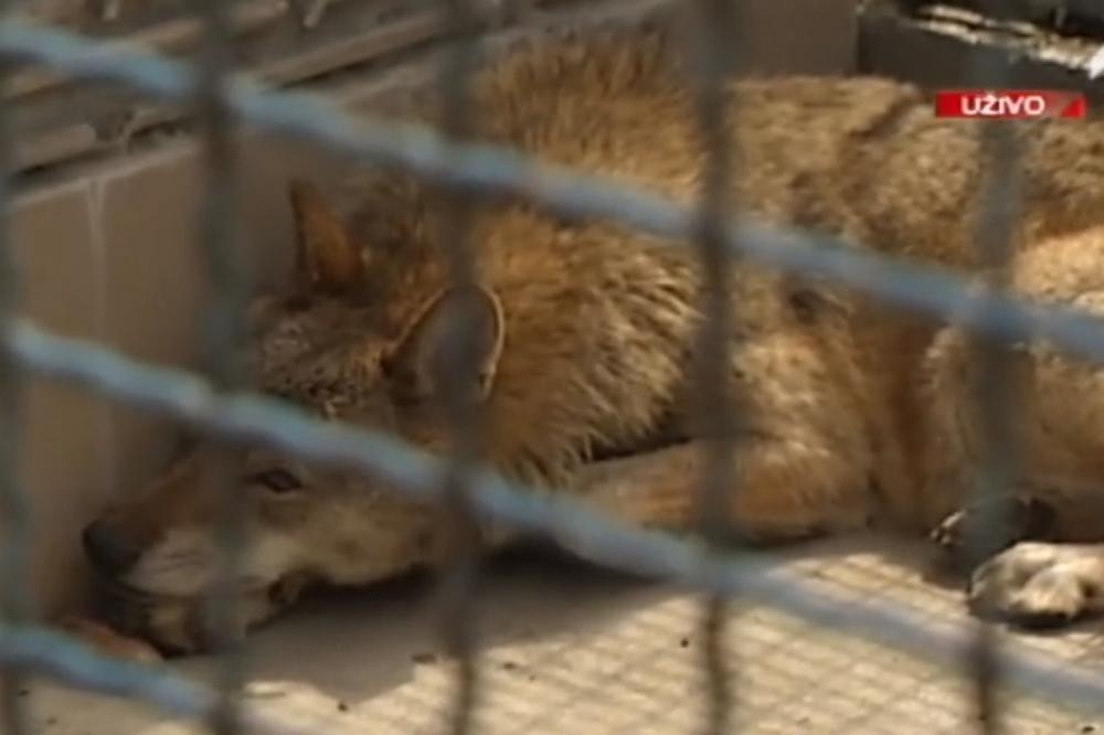 SVI PRIČAJU O VUČICI COKI KOJA JE LUTALA MIRIJEVOM:  Veterinar beogradskog ZOO vrta otkrio je užasavajuću istinu o ovom događaju